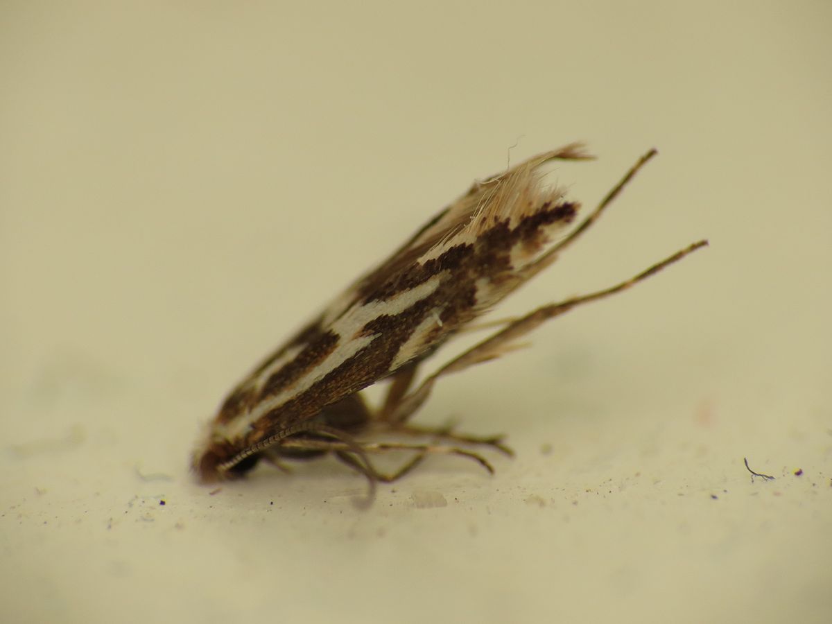 
          Phyllonorycter blancardella (Mineuse marbrée)
