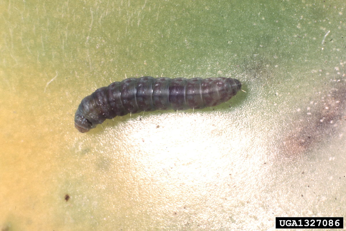 
          Mineuse tropicale de la tomate (Keiferia lycopersicella)