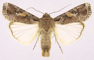 
          Spodoptera frugiperda  (Légionnaire d'automne)