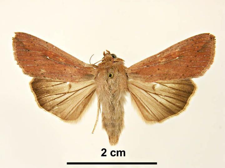 
          Leucanie orbicole (Mythimna unipuncta)