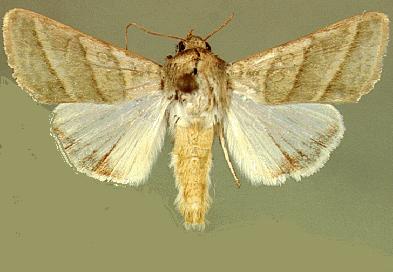 
          Heliothis virescens (Noctuelle des bourgeons du tabac)