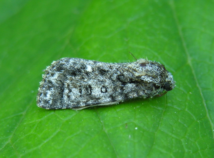 
          Acronicta rumicis (Noctuelle de la patience)