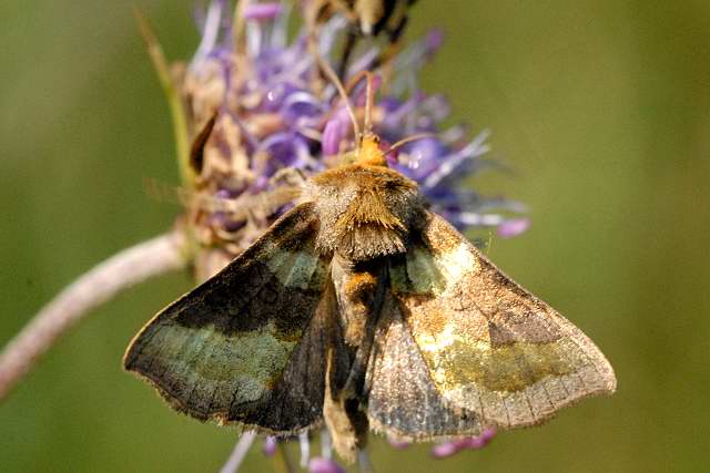 
          Hydraecia micacea (Noctuelle de la pomme de terre)