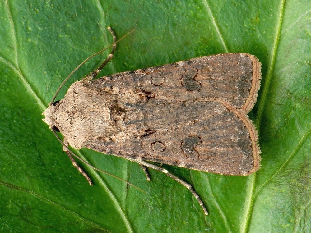 
          Agrotis segetum (Noctuelle des moissons)