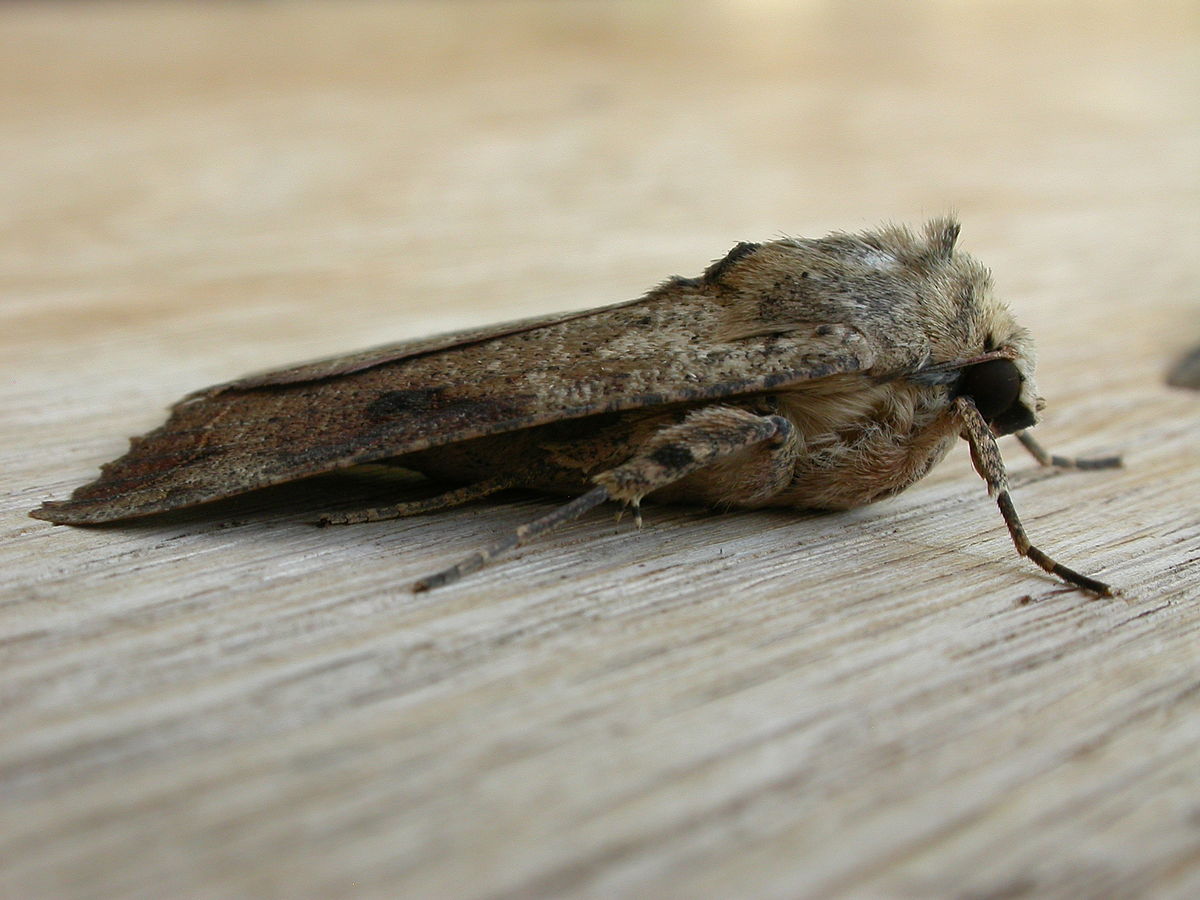 
          Tiracola plagiata (Noctuelle du cacaoyer)