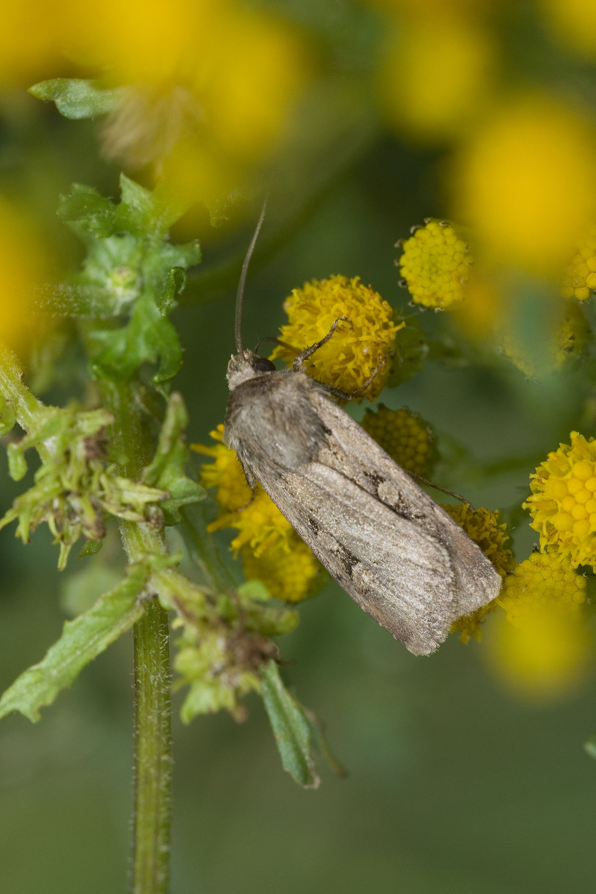 
          Fléchette à lignes blanches ( Euxoa nigrofusca )