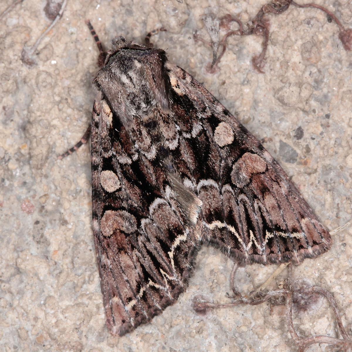 
          Mamestra brassicae (Noctuelle du chou)