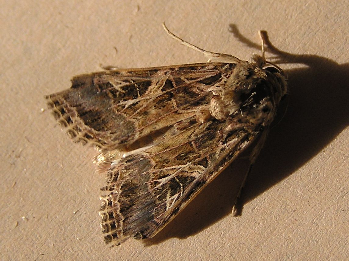 
          Spodoptera littoralis (Spodoptère littorale)