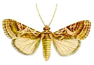 
          Spodoptera litura (Noctuelle du cotonnier)