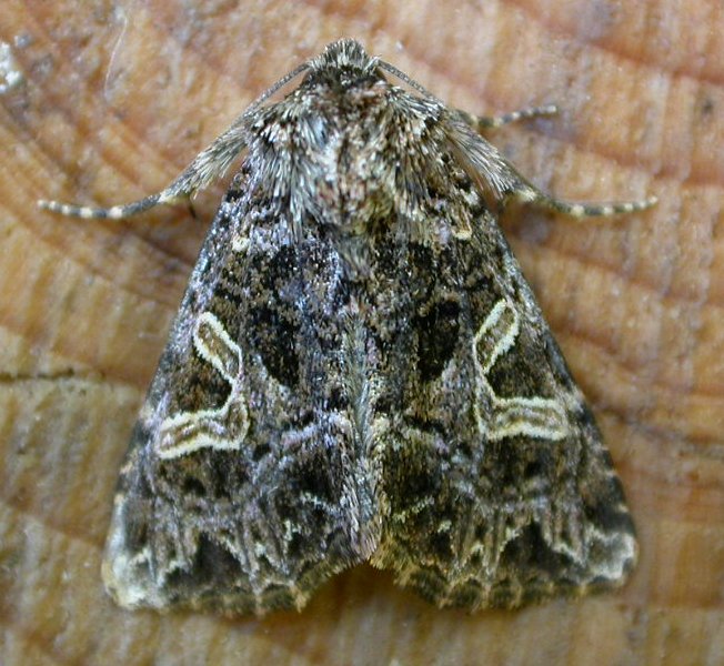 
          Noctuelle du cucubale (Sideridis rivularis)