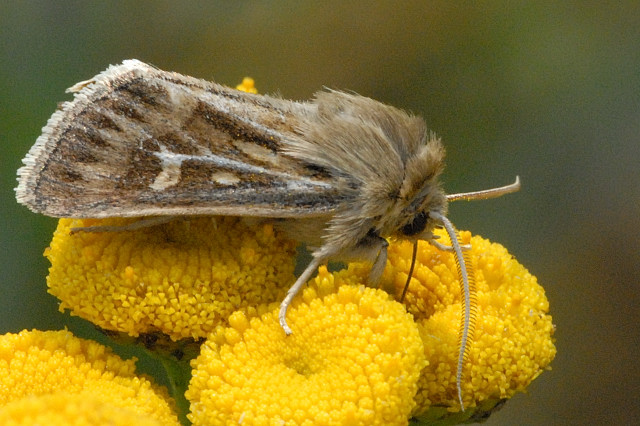 
          Cerapteryx graminis (Noctuelle du gramen)