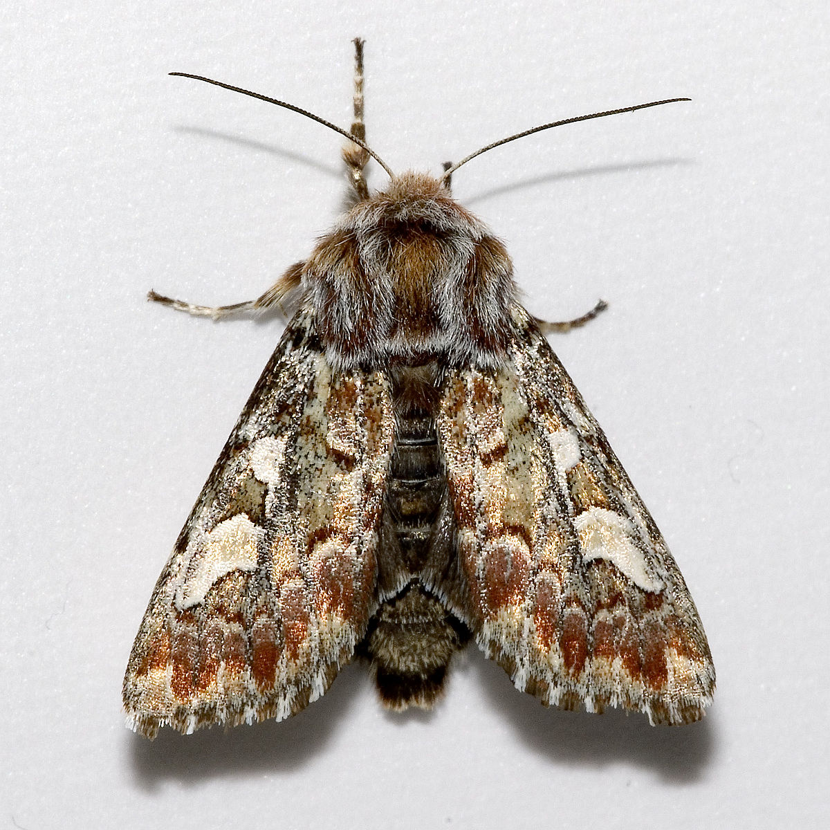 
          Panolis flammea (Noctuelle du pin)