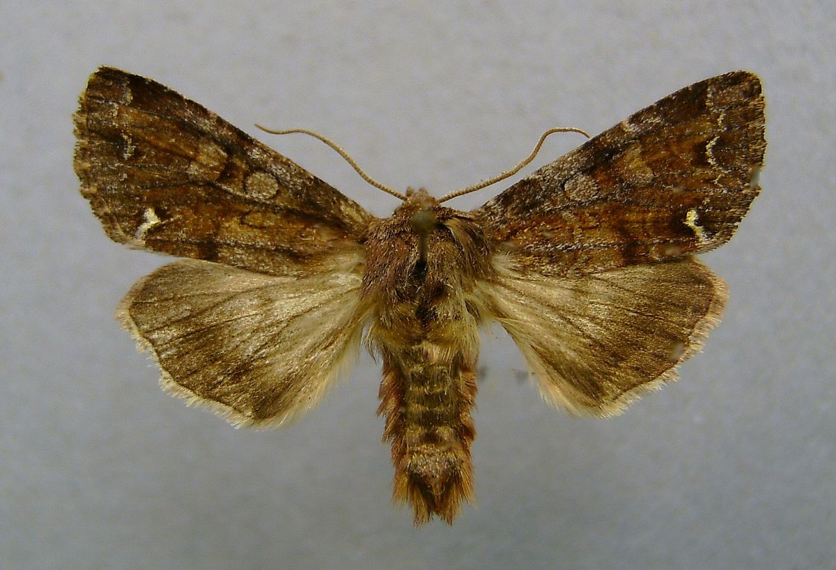
          Teigne de balai (Ceramica pisi)