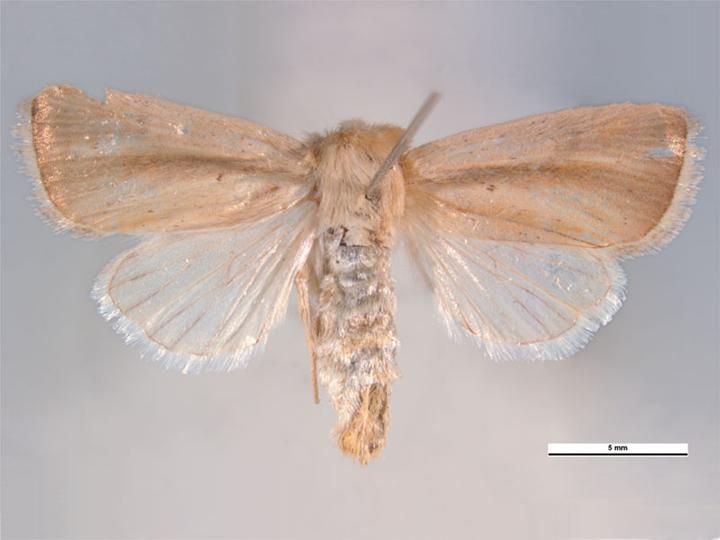 
          Sesamia inferens (Noctuelle du riz)