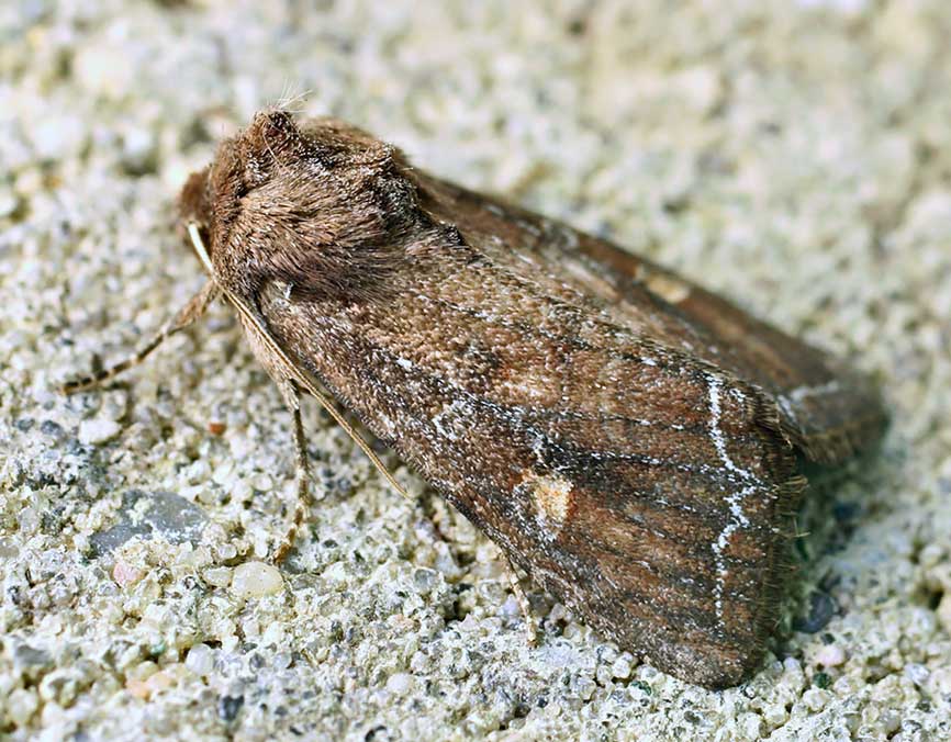 
          Lacanobia oleracea (Noctuelle potagère) 