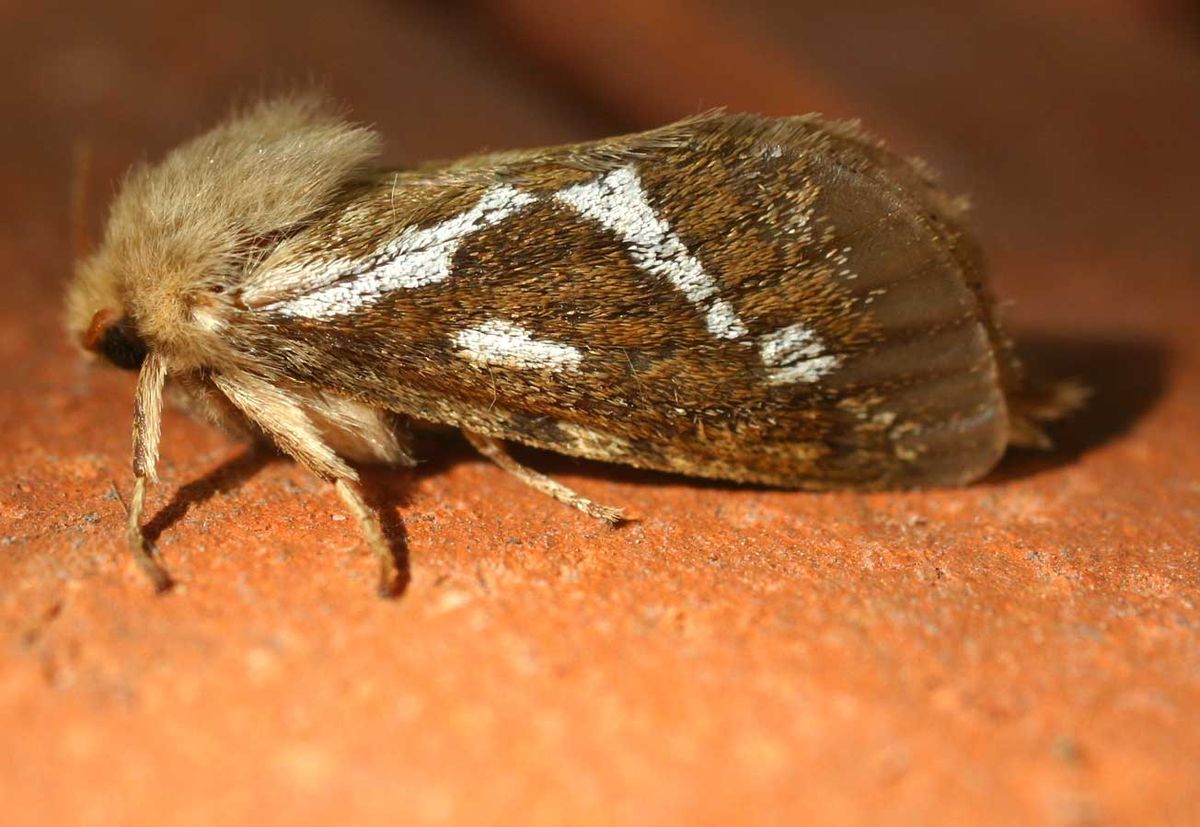 
          Korscheltellus lupulinus (Petite hépiale du houblon)