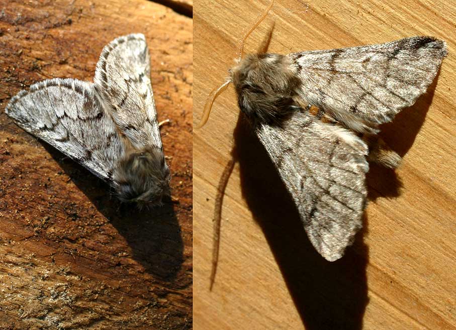 
          Processionnaire du pin (Thaumetopoea pityocampa)