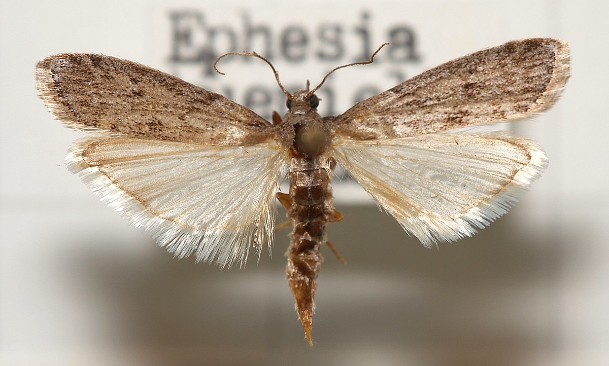 
          Ephestia kuehniella (Pyrale de la farine)