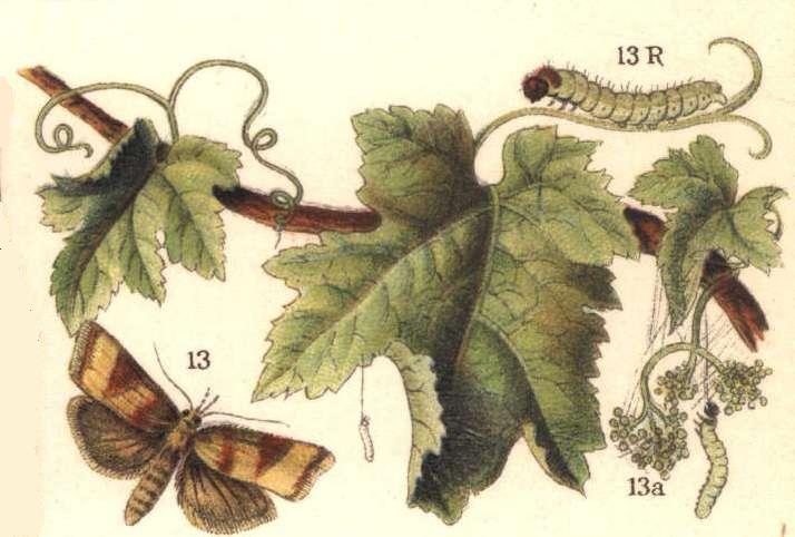 
          Sparganothis pilleriana (Pyrale de la vigne)