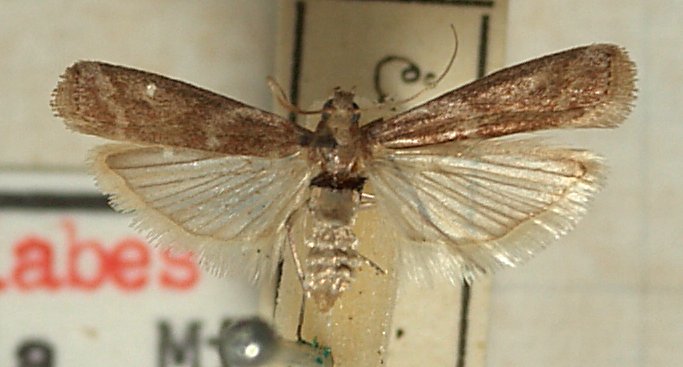 
          Cryptoblabes gnidiella (Pyrale des agrumes)