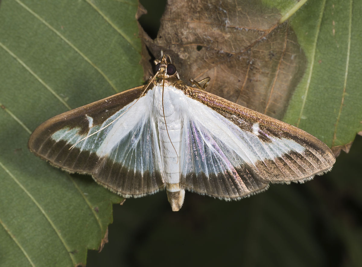 
          Pyrale du buis (Cydalima perspectalis) 