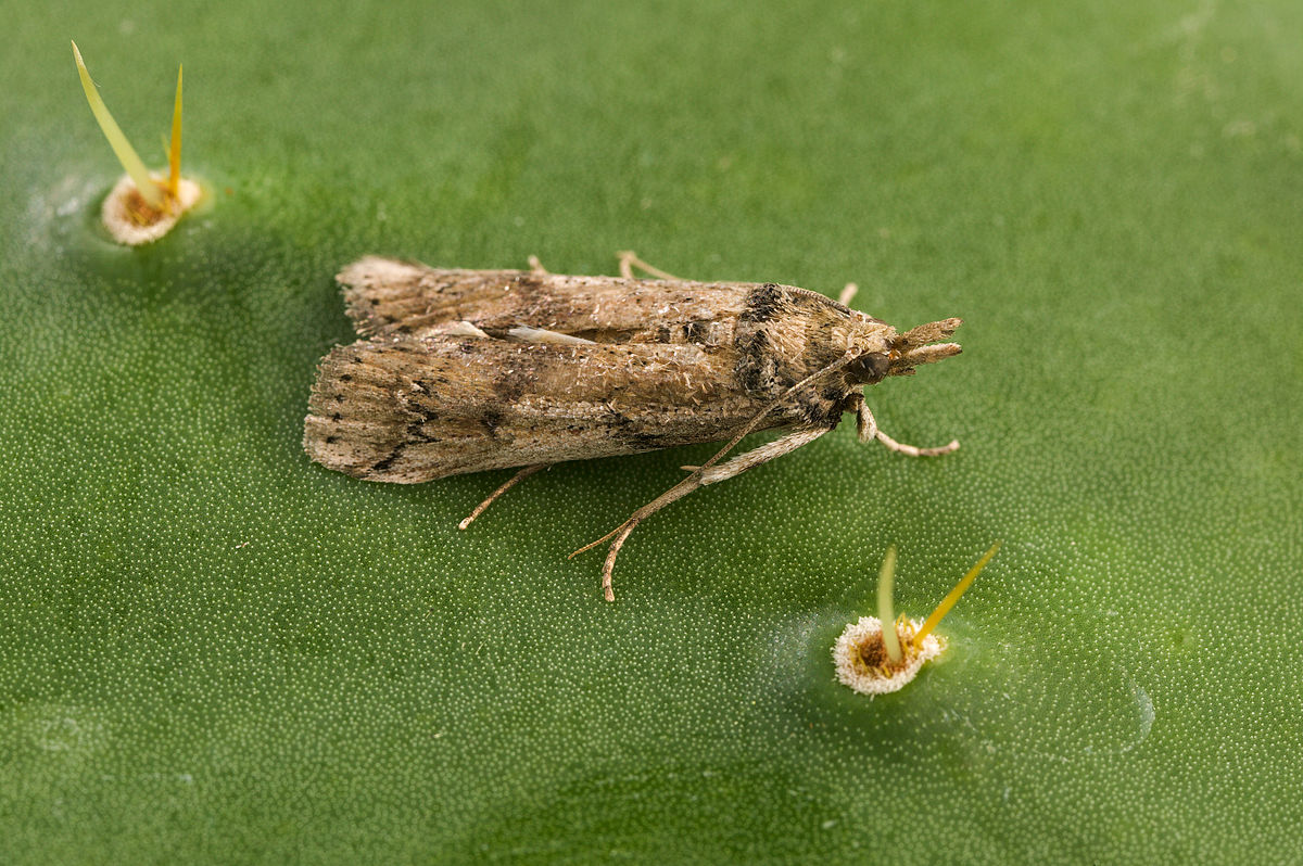 
          Cactoblastis cactorum (Pyrale du cactus)
