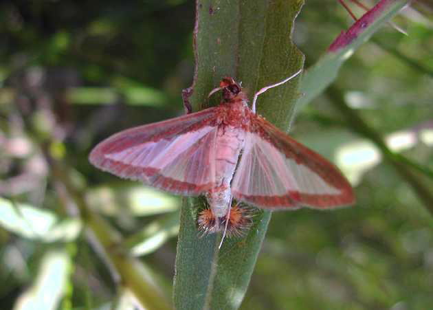 
          Diaphania hyalinata (Pyrale du melon) 