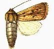
          Sesamia calamistis (Foreur rose africain)
