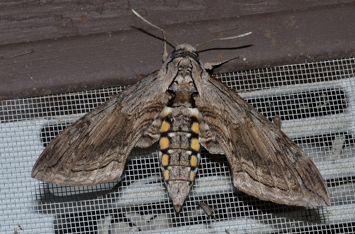 
          Sphinx de la tomate (Manduca quinquemaculata)