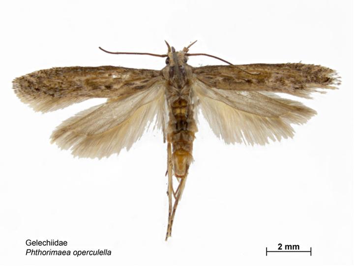 
          Teigne de la pomme de terre (Phthorimaea operculella)
