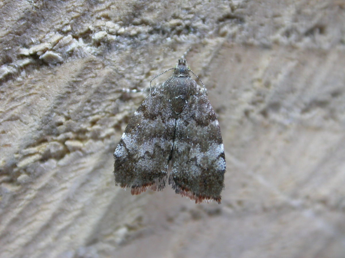 
          Choreutis pariana (Teigne des feuilles du pommier et du cerisier)