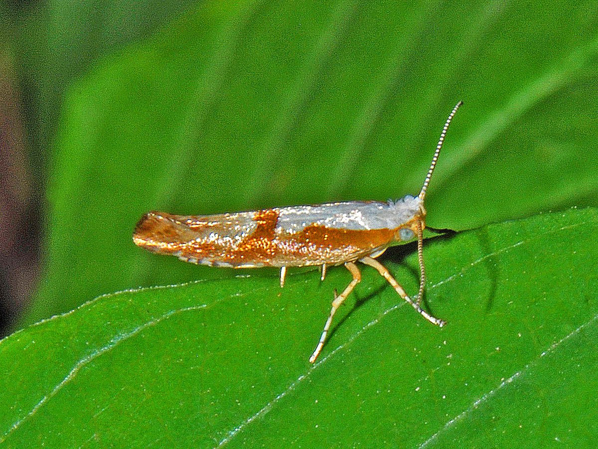 
          Argyresthia pruniella (Teigne des fleurs du cerisier)