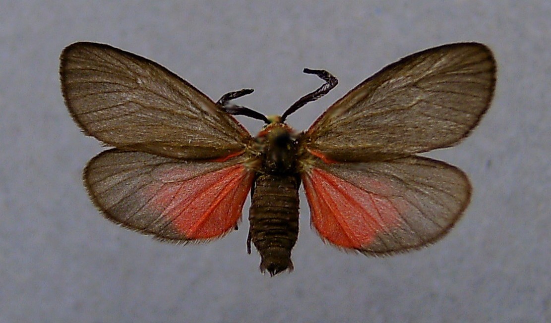 
          Aglaope infausta (Zygène de l’amandier)