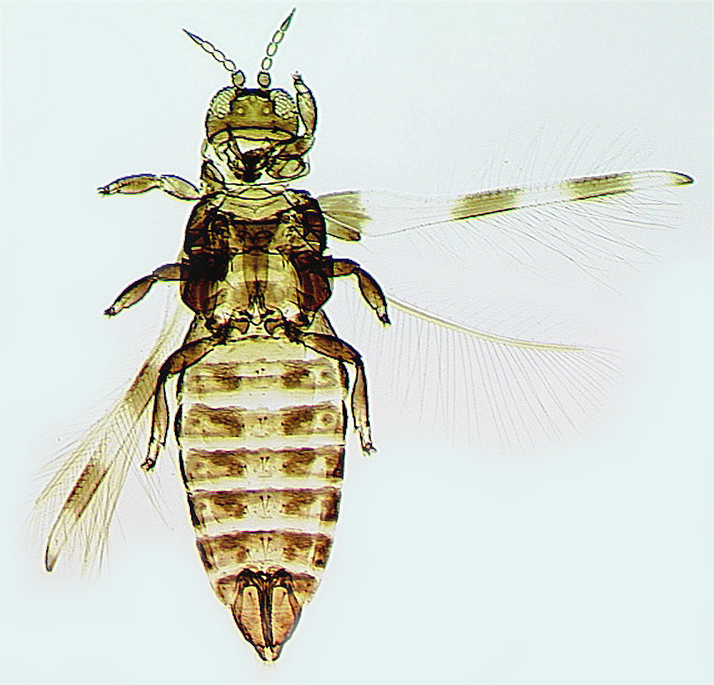 
          Thrips des arbustes d'ornement (Dendrothrips ornatus)
