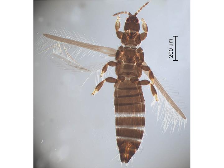 
          Limothrips cerealium (Thrips des céréales) 