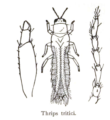 
          Frankliniella tritici (Thrips des fleurs)