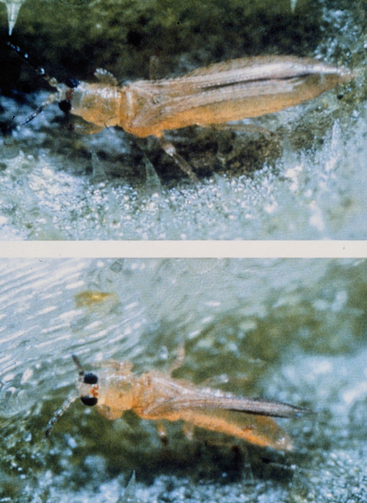 
          Thrips palmi (Thrips des palmiers)