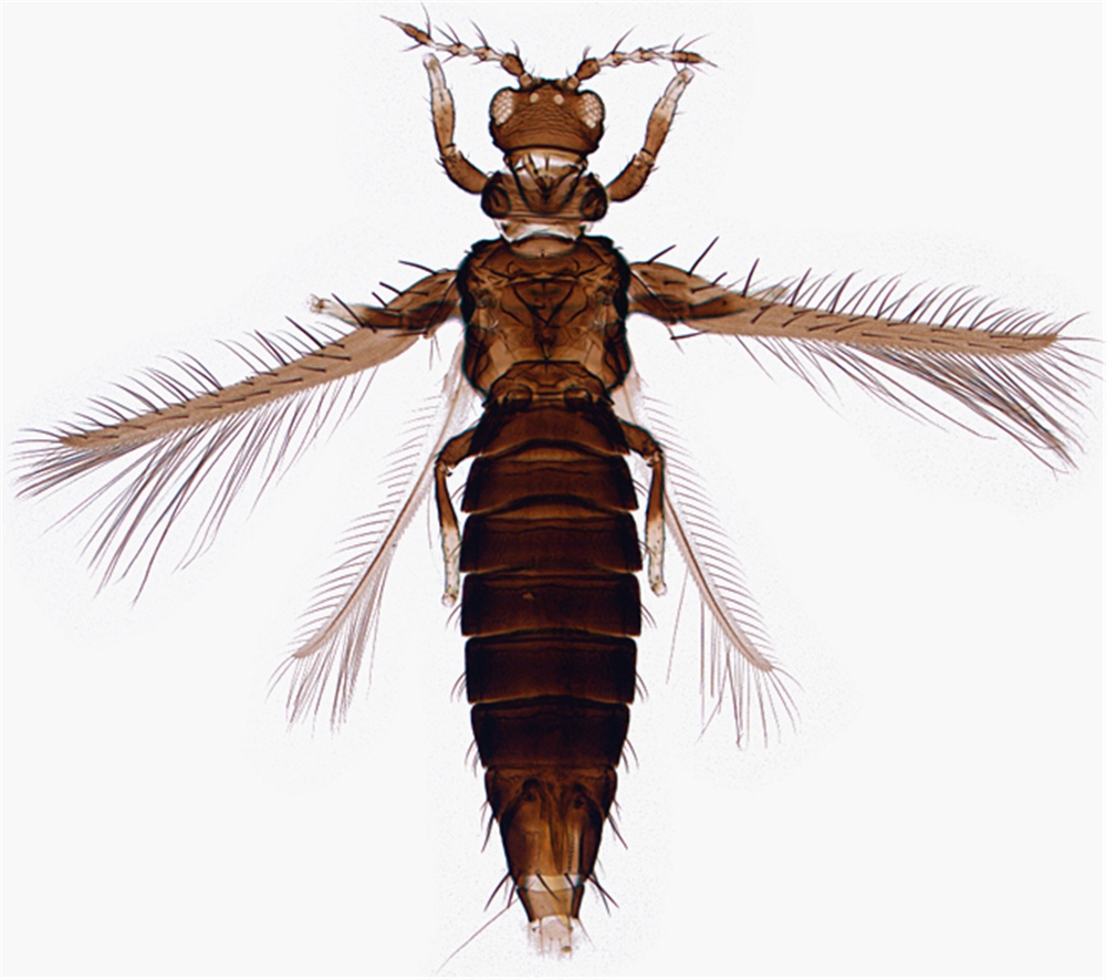 
          Selenothrips rubrocinctus (Thrips du cacaoyer)