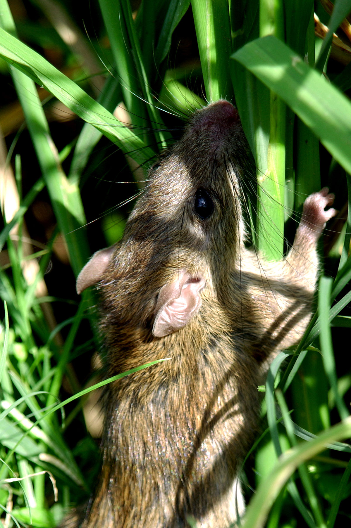 
          Rattus argentiventer (Rat des rizières)
