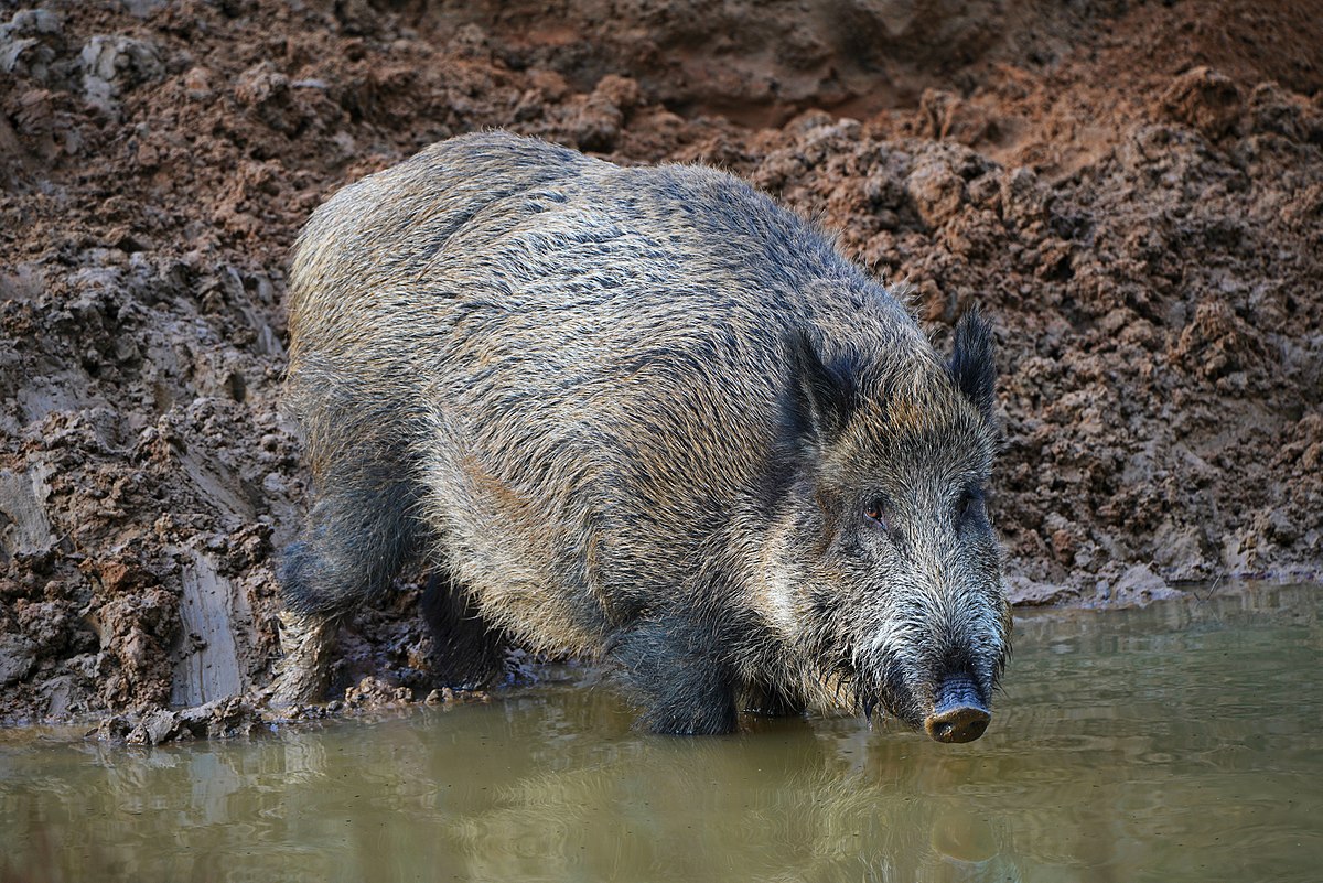 
          Sanglier (Sus scrofa)