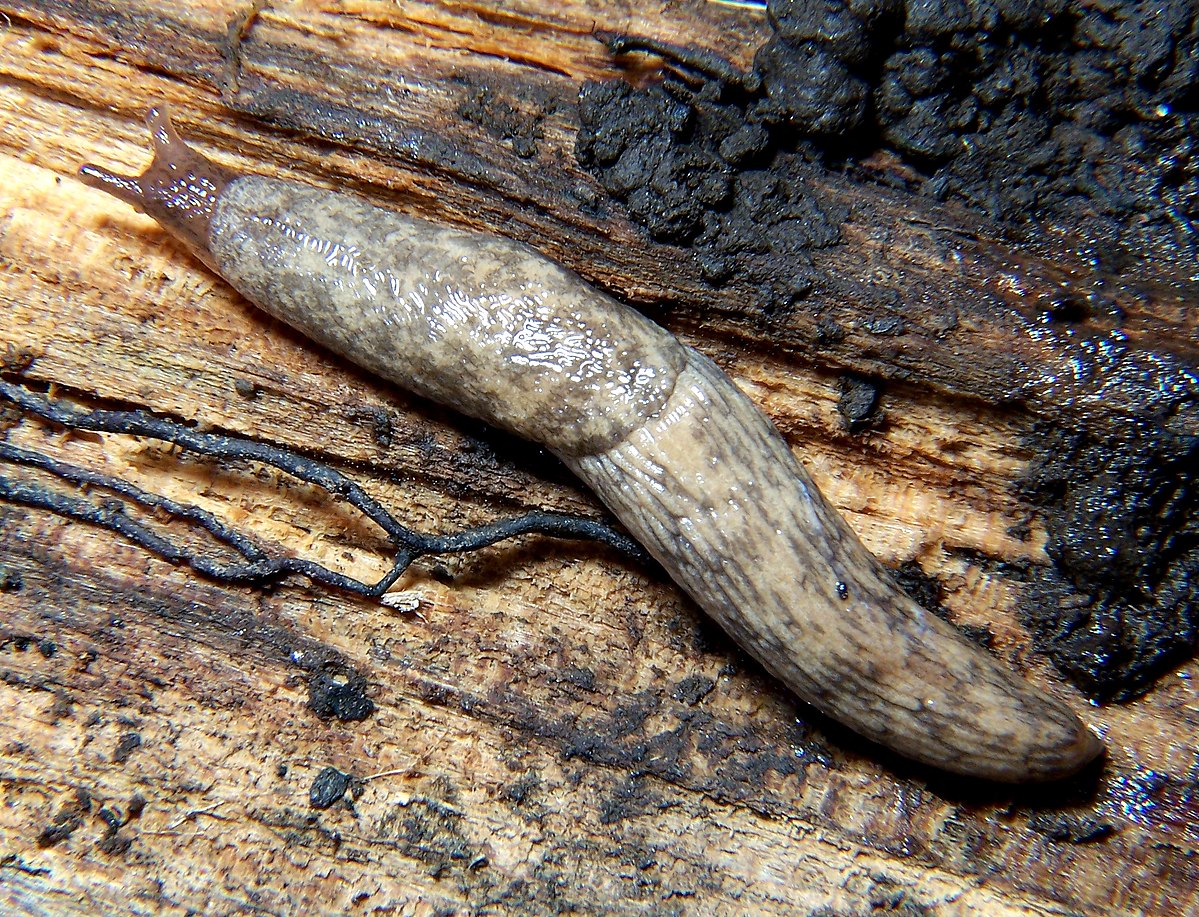
          Deroceras reticulatum (Petite limace grise)