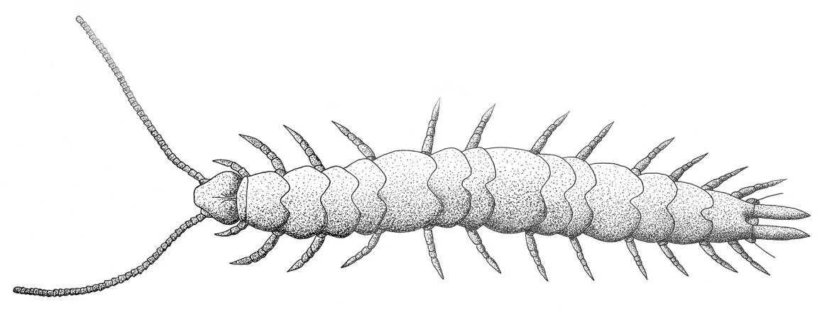 
          Scutigerella immaculata (Scutigerelle immaculée)