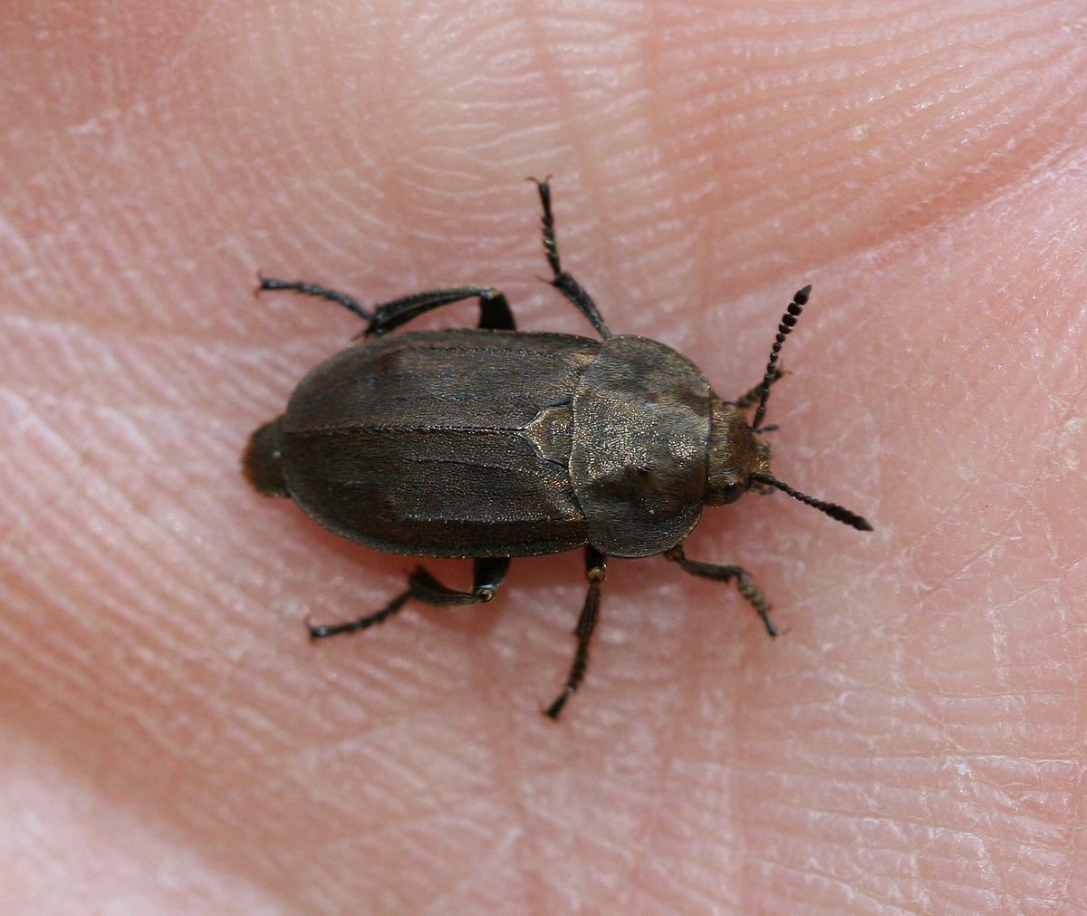 
          Aclypea opaca (silphe de la betterave)