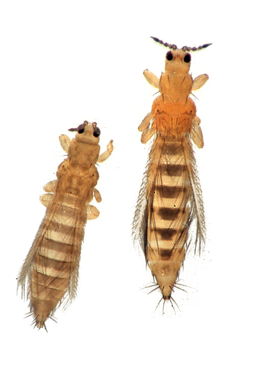 
          Thrips du tabac et de l'oignon (Thrips tabaci)