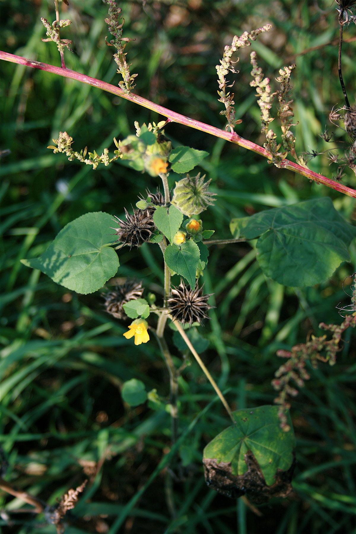 
          Abutilon theophrasti (Abutilon d'Avicenne)