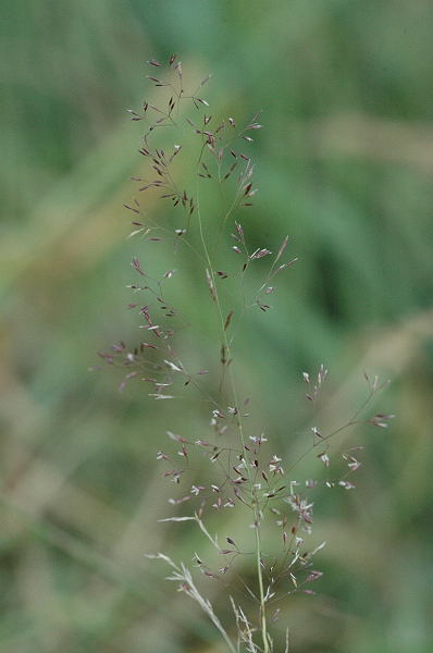 
          Agrostis stolonifera (Agrostide stolonifère)