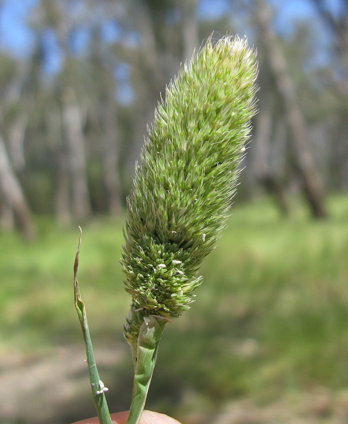 
          Phalaris paradoxa (Alpiste paradoxal)