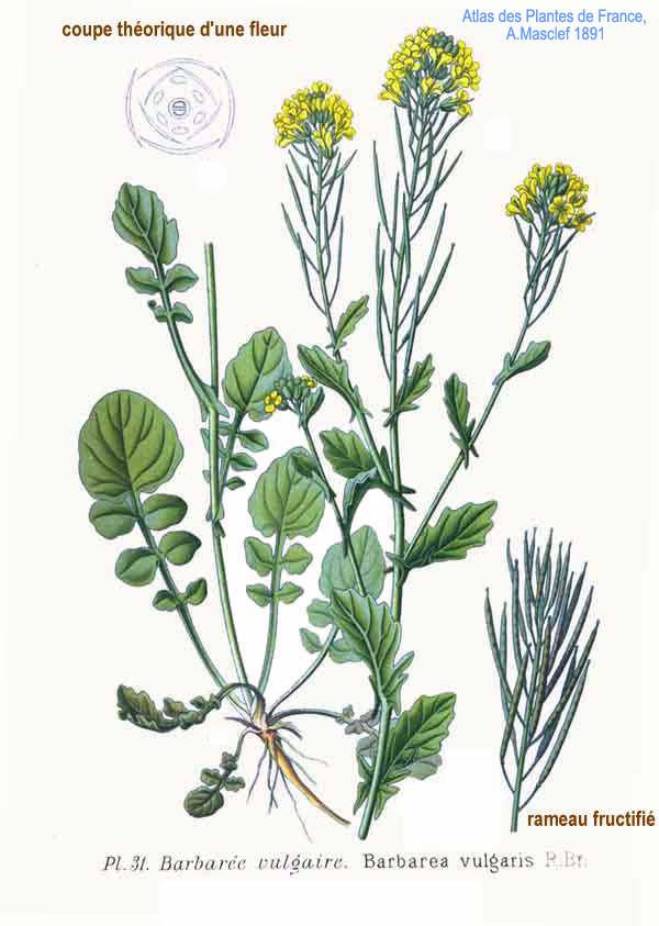 
          Barbarée commune (Barbarea vulgaris)