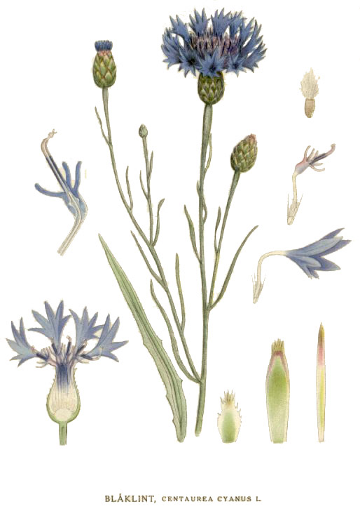 
          Cyanus segetum (Bleuet des champs)