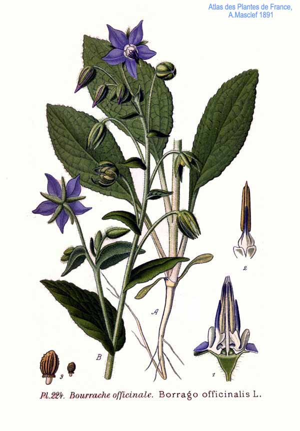 
          Bourrache officinale (Borago officinalis L.)